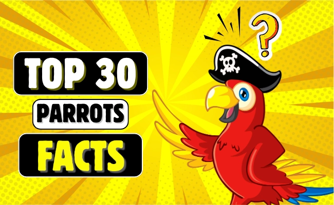 30 Facts About Parrot Parrots Facts