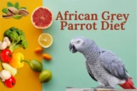 African Grey Parrot Diet – Ultimate Feeding Guide + 15 Power Tips