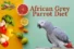 African Grey Parrot Diet – Ultimate Feeding Guide + 15 Power Tips