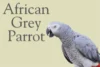 African Grey Parrots: The Ultimate Guide to These Intelligent Birds - Post Thumbnail