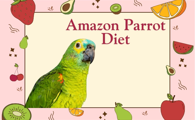 Amazon Parrot Diet 1 Amazon Parrot Diet