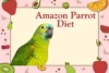 Amazon Parrot Diet: Foods, Tips, and Key Nutrition for Your Parrot - Post Thumbnail