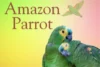 Amazon Parrot: Complete Guide to Intelligent & Colorful Bird - Post Thumbnail