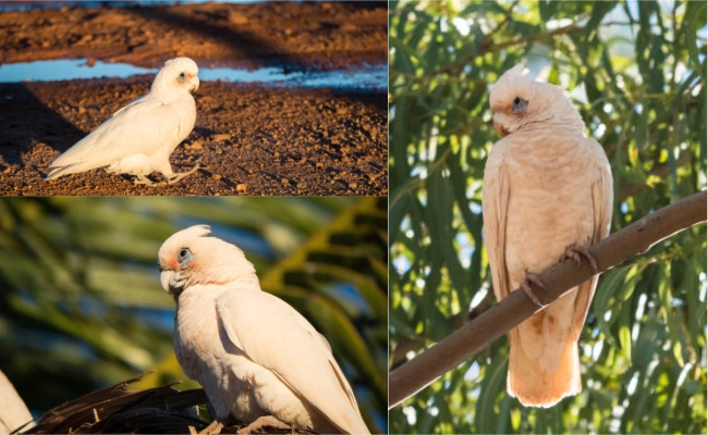 Bare Eyed Cockatoo 1 Bare-Eyed Cockatoo