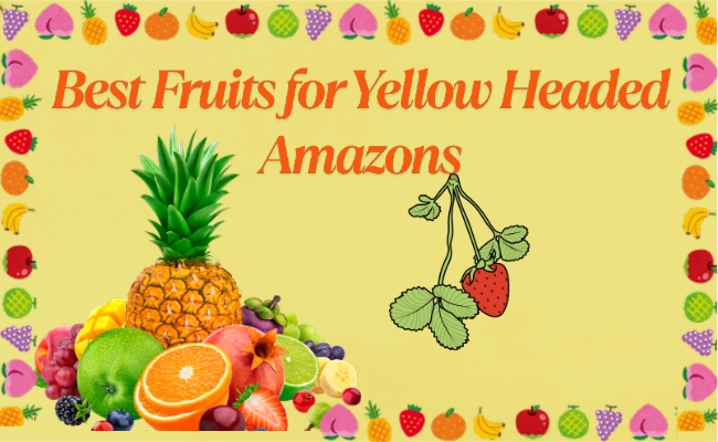 Best Fruits For Yellow Headed Amazons Best Fruits For Yellow Headed Amazon