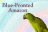 Meet the Blue Fronted Amazon: Colorful & Intelligent Parrot - Post Thumbnail