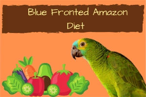 Blue Fronted Amazon Diet for Happy & Healthy Bird
