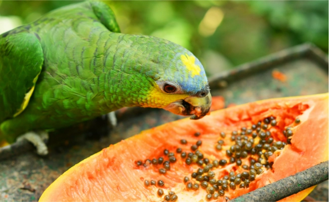 Blue Fronted Amazon Eating Blue-Fronted Amazon Eating