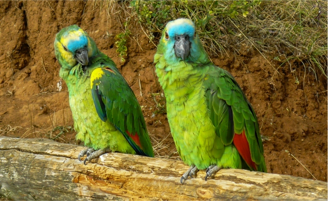Blue Fronted Amazon Male And Female Blue-Fronted Amazon Male And Female