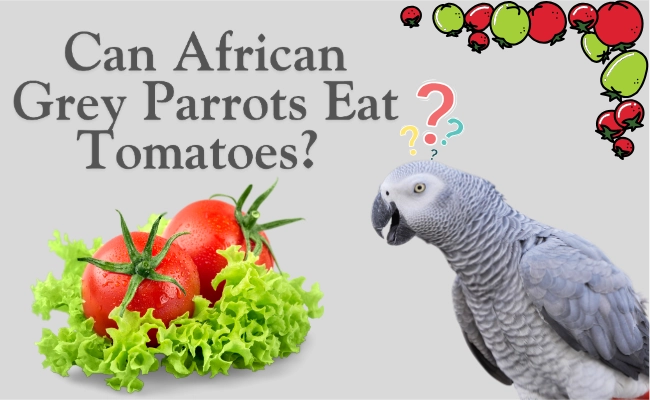 Can African Grey Parrots Eat Tomatoes Can African Grey Parrots Eat Tomatoes