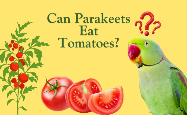 Can Parakeets Eat Tomatoes Can Parakeets Eat Tomatoes