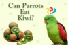 Can Parrots Eat Kiwi? Sweet Truth Revealed - Post Thumbnail
