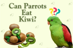 Can Parrots Eat Kiwi? Sweet Truth Revealed