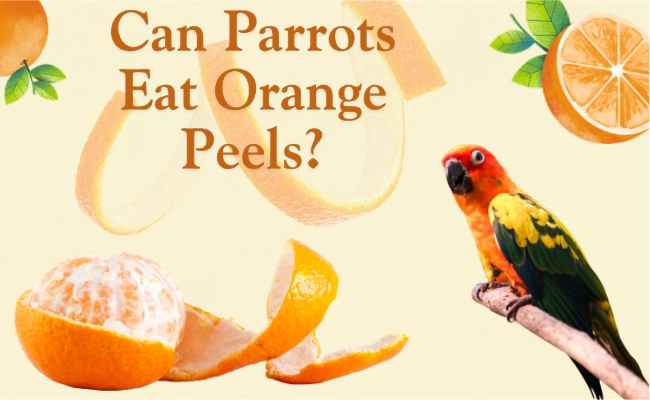 Can Parrots Eat Orange Peels 1 Can Parrots Eat Orange Peels
