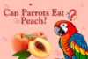 Can Parrots Eat Peaches? Complete Guide for Bird Owners - Post Thumbnail