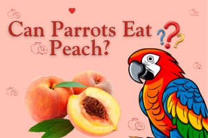 Can Parrots Eat Peaches? Complete Guide for Bird Owners