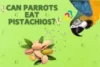 Can Parrots Eat Pistachios? Shocking Truth Revealed! - Post Thumbnail
