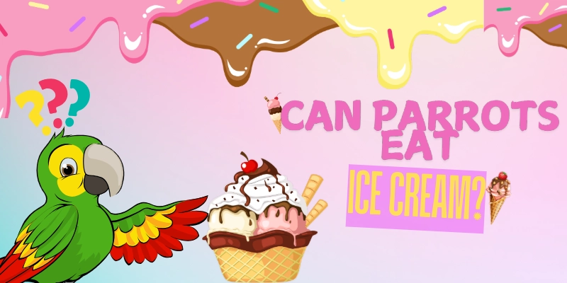 Can Parrots Eat Ice Cream Post Image 1 Can Parrots Eat Ice Cream