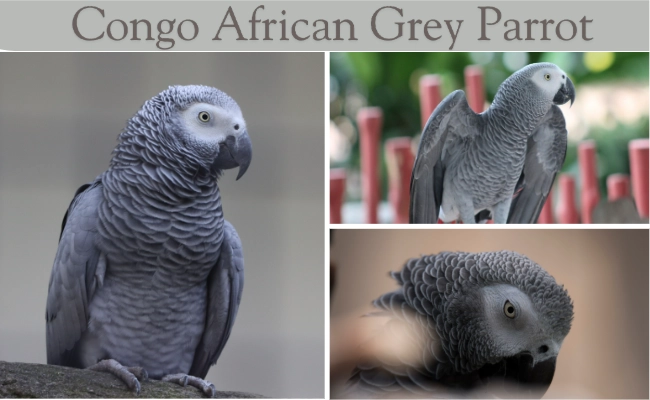 Cango African Grey Parrot Post Image Congo African Grey Parrot