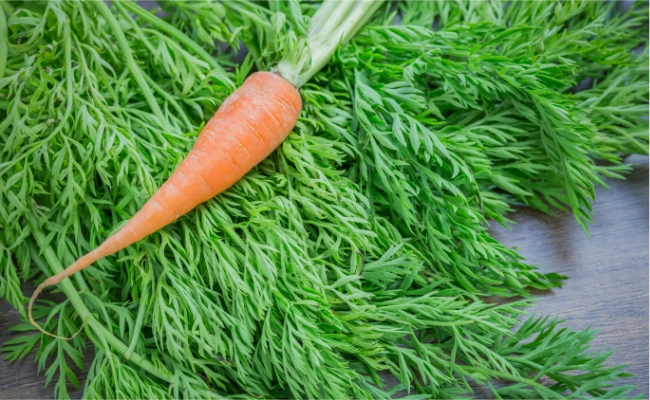 Carrot Leaves Carrot Leaves