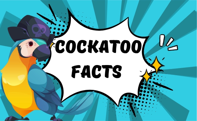Cockatoo Facts Cockatoo Facts