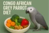 Congo African Grey Parrot Diet - Post Thumbnail