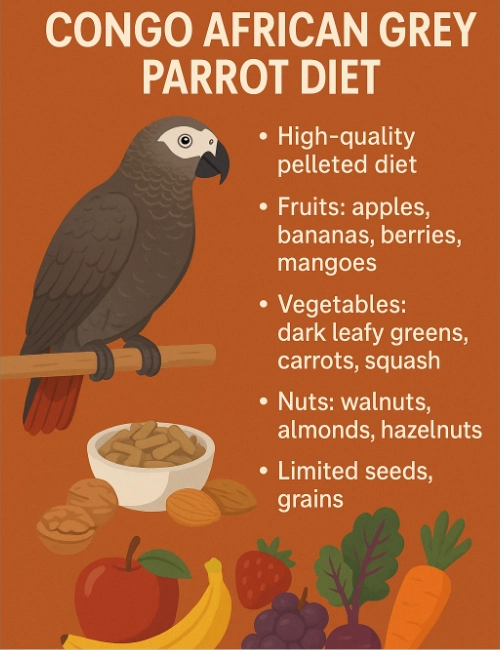 Congo African Grey Parrot Diet Congo African Grey
Diet