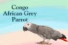 Congo African Grey Parrot: Care, Intelligence & Lifespan - Post Thumbnail