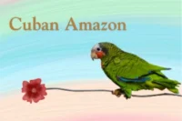 Cuban Amazon Parrot- Complete Guide to This Colorful Caribbean Beauty