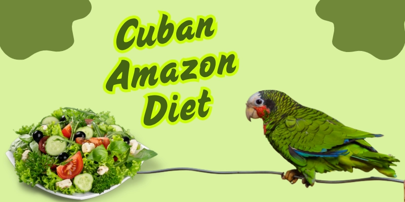 Cuban Amazon Diet Cuban Amazon Diet