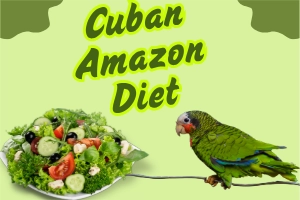 Cuban Amazon Diet- Keep Your Parrot Happy and Healthy