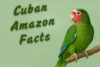 Rare Cuban Amazon Facts Revealed - Post Thumbnail