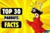 Parrots Facts: All About These Colorful, Smart Birds - Post Thumbnail