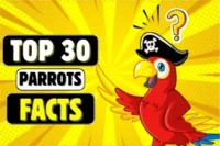 Parrots Facts: All About These Colorful, Smart Birds