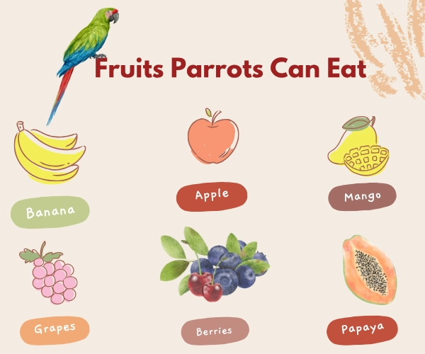 Fruits Parrots Can Eat Fruits Parrots Can Eat