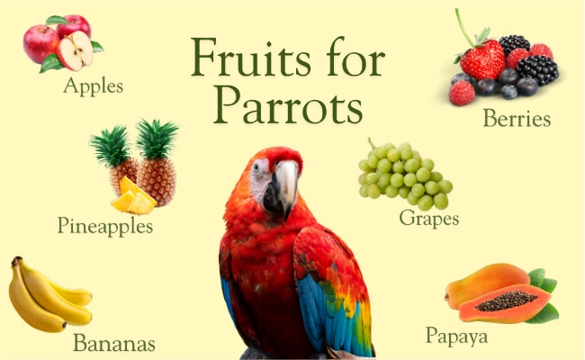 Fruits For Parrots Fruits For Parrots