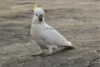 Goffin’s Cockatoo: Personality, Diet & Lifespan - Post Thumbnail