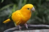 Golden Conure – Ultimate Guide to the Queen of Bavaria Parrot - Post Thumbnail