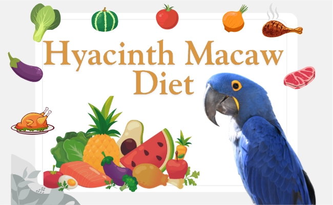 Hyacinth Macaw Diet 1 Hyacinth Macaw Diet
