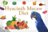 Hyacinth Macaw Diet Guide: Wild and Home Feeding - Post Thumbnail