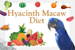 Hyacinth Macaw Diet Guide: Wild and Home Feeding