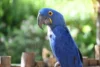 Hyacinth Macaw - The Majestic Blue Parrot - Post Thumbnail