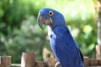 Hyacinth Macaw – The Majestic Blue Parrot