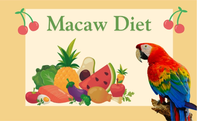 Macaw Diet 1 Macaw Diet