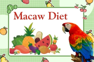 Macaw Diet Guide: What Macaws Eat in Captivity and the Wild 