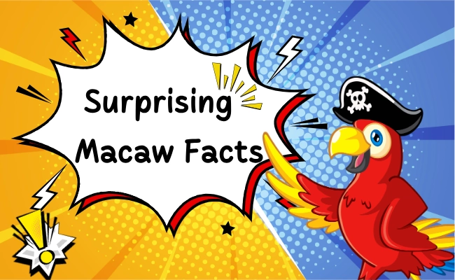 Macaw Facts Macaw Facts