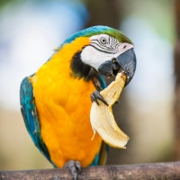 Macaw Enjoying Bababa Peel Macaw Enjoying Banana Peel