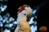 Moluccan Cockatoo: The Pink-Feathered Charmer - Post Thumbnail