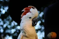 Moluccan Cockatoo: The Pink-Feathered Charmer