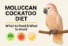 Moluccan Cockatoo Diet-What to Feed & What to Avoid - Post Thumbnail